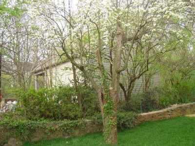 back yard (1)